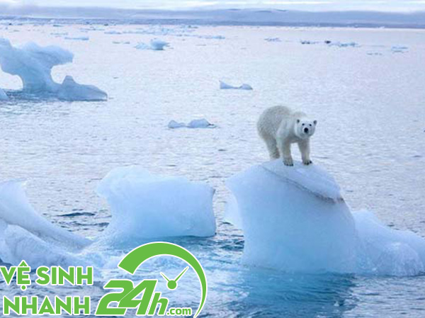 Gâu Bắc Cực có thể tuyệt chủng do băng tan